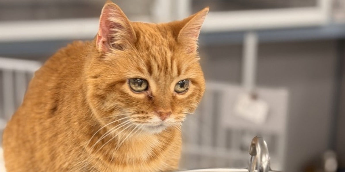 Orange tabby cat sitting beside a stainless steel water fountain