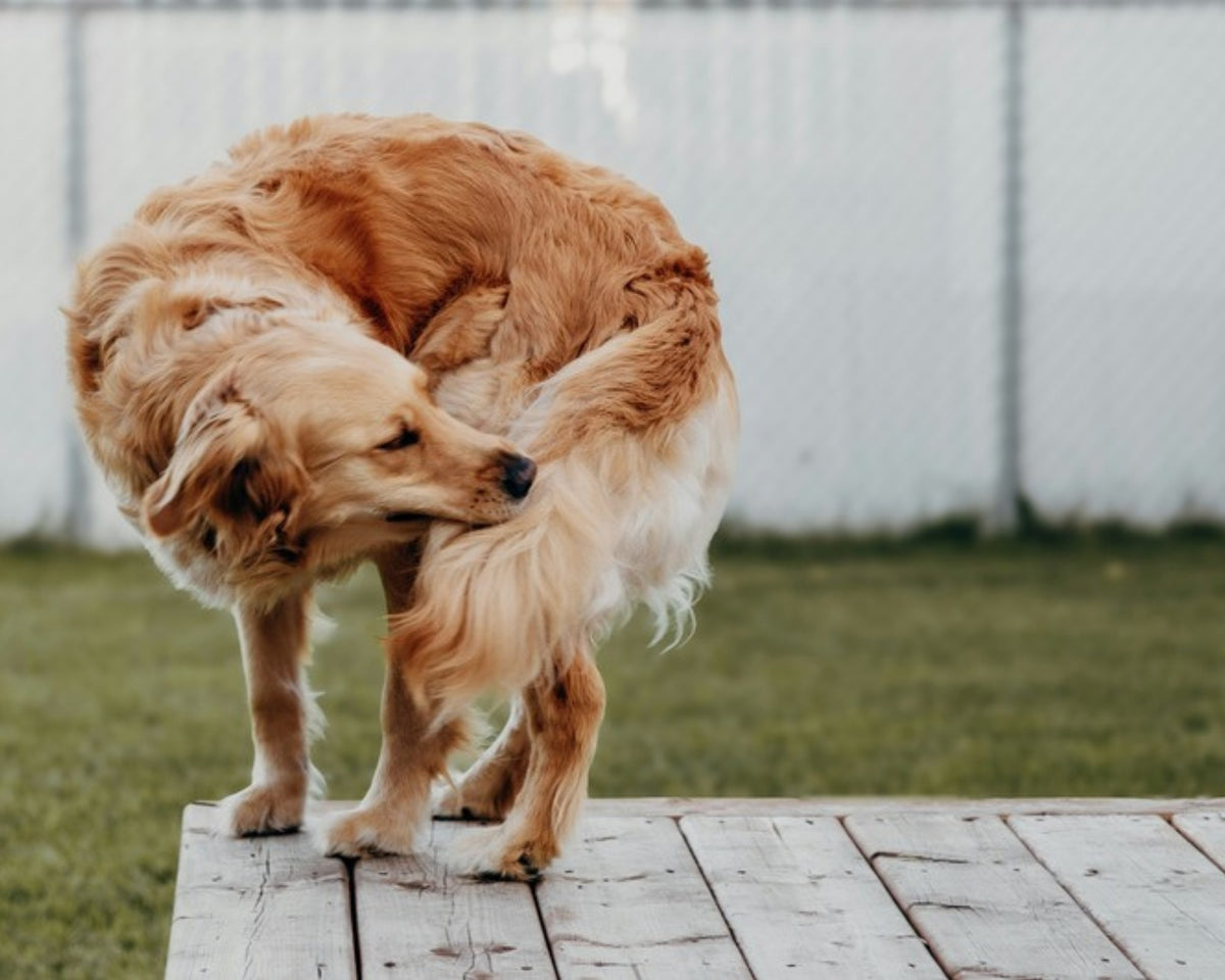 Golden retriever scratching an itch on a wooden deck