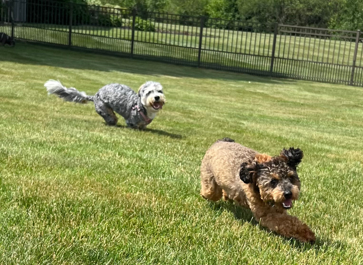 Best Supplements for Dog Joint Health: A Vet's Guide