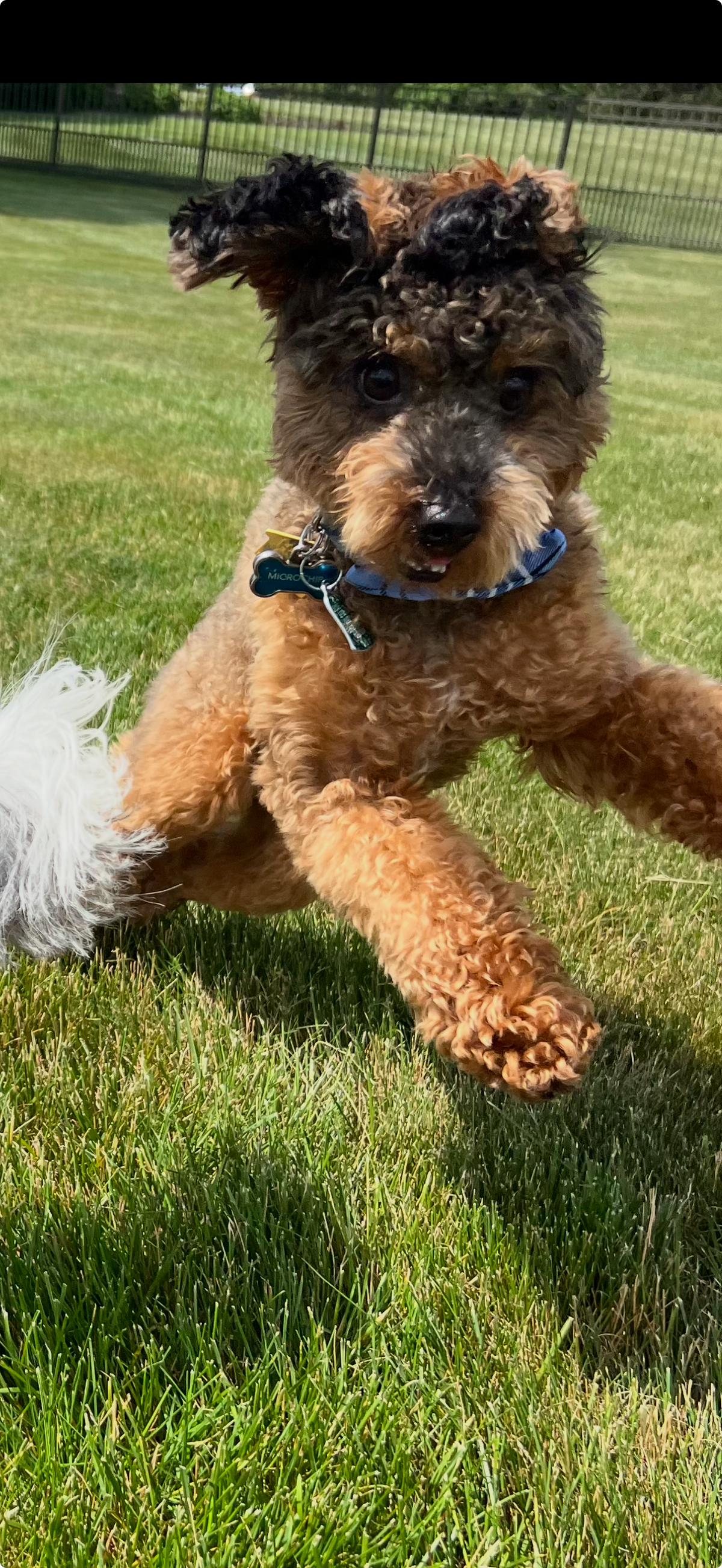 Three Signs Your Dog Has Allergies And Four Things You Can Do About It