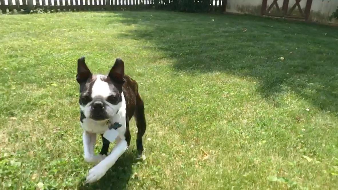 Vet-Recommended Joint Supplements for Dogs