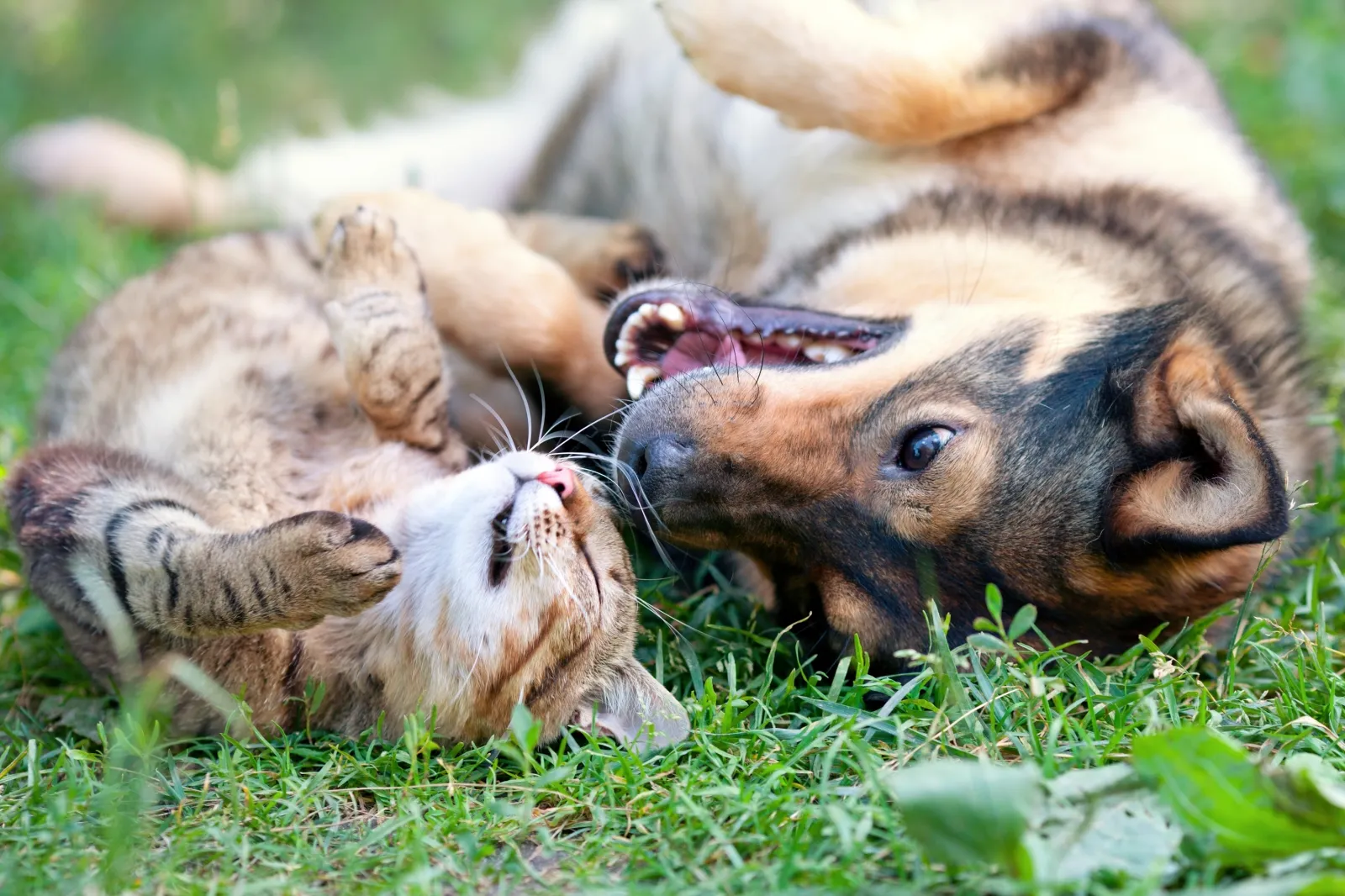 Pet Essentials