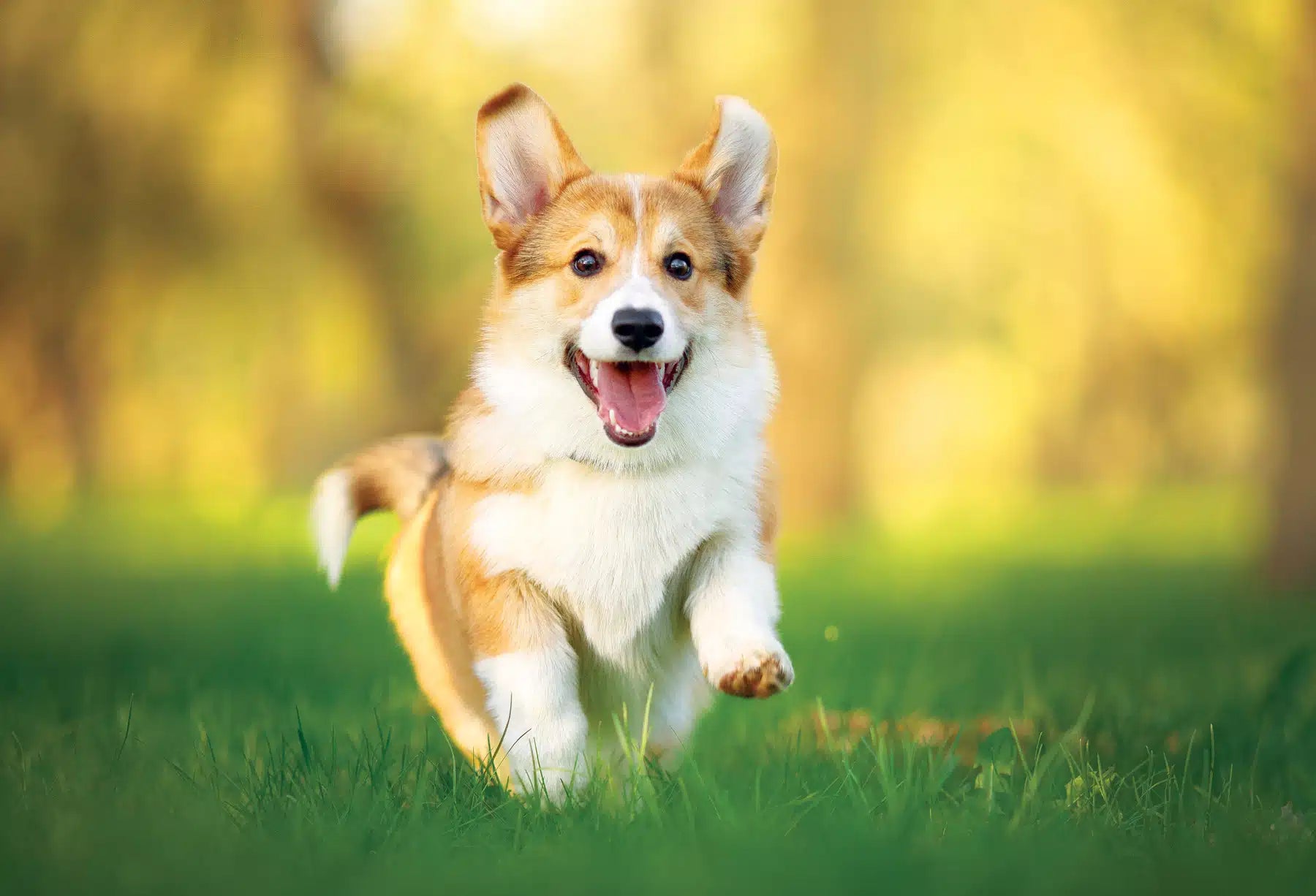 Flea, Tick & Parasite Prevention
