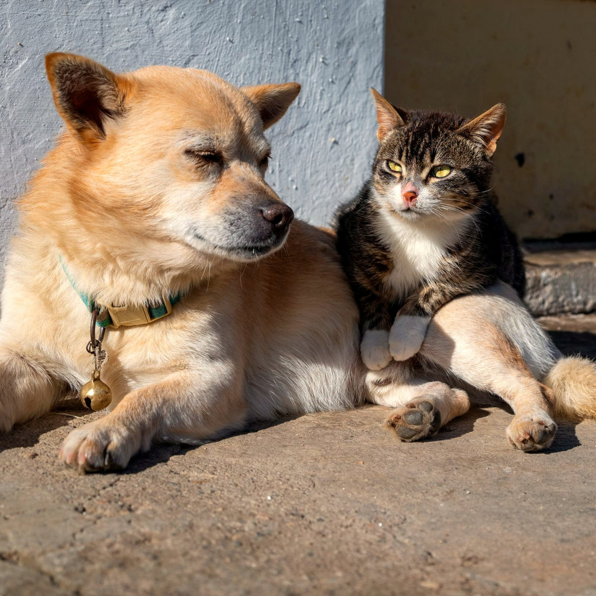 Dog and cat lying together in the sun — adult dog and cat health at Paw & Pestle