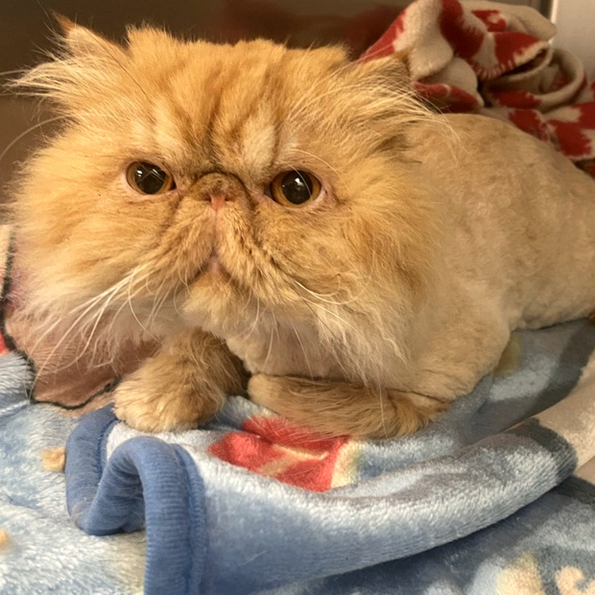 Cream Persian cat resting on a soft blanket — cat health and supplements at Paw & Pestle