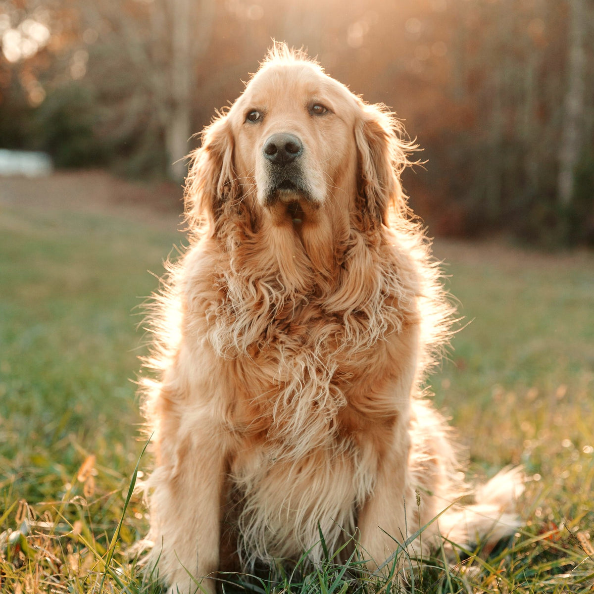 Golden retriever sitting in warm natural light — dog health and supplements at Paw & Pestle