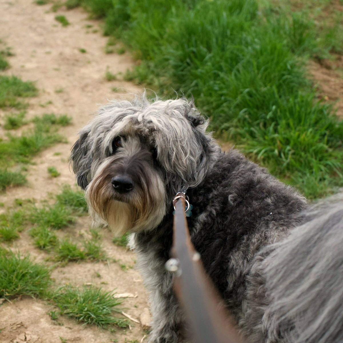 Dog on a leash ready for a walk in the park — everyday care and gear at Paw & Pestle