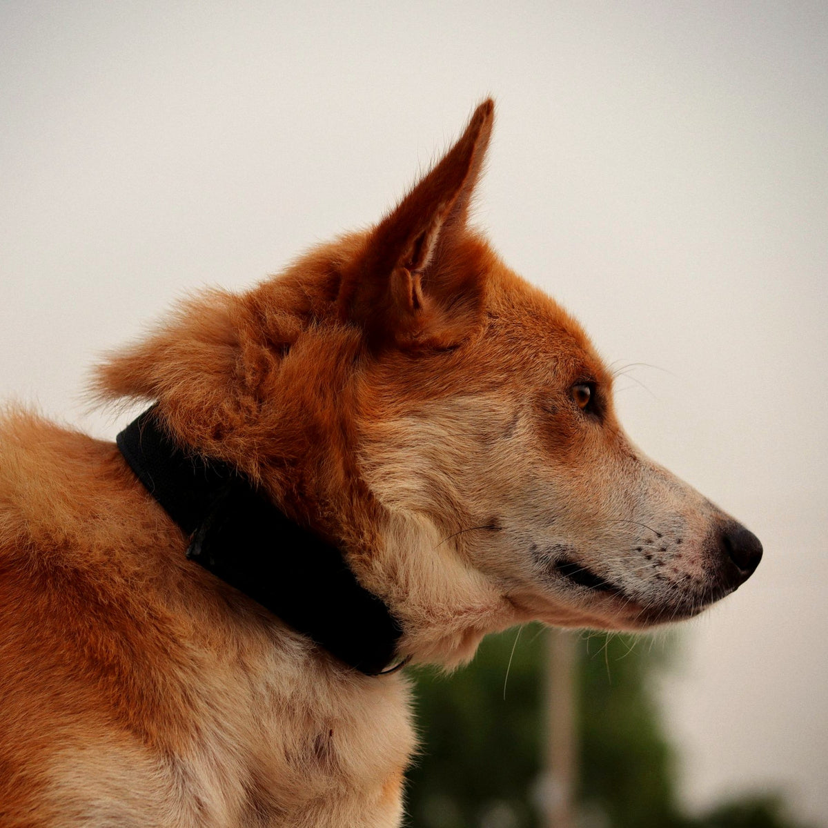 Dog portrait in profile with alert ears — eye and ear care at Paw & Pestle