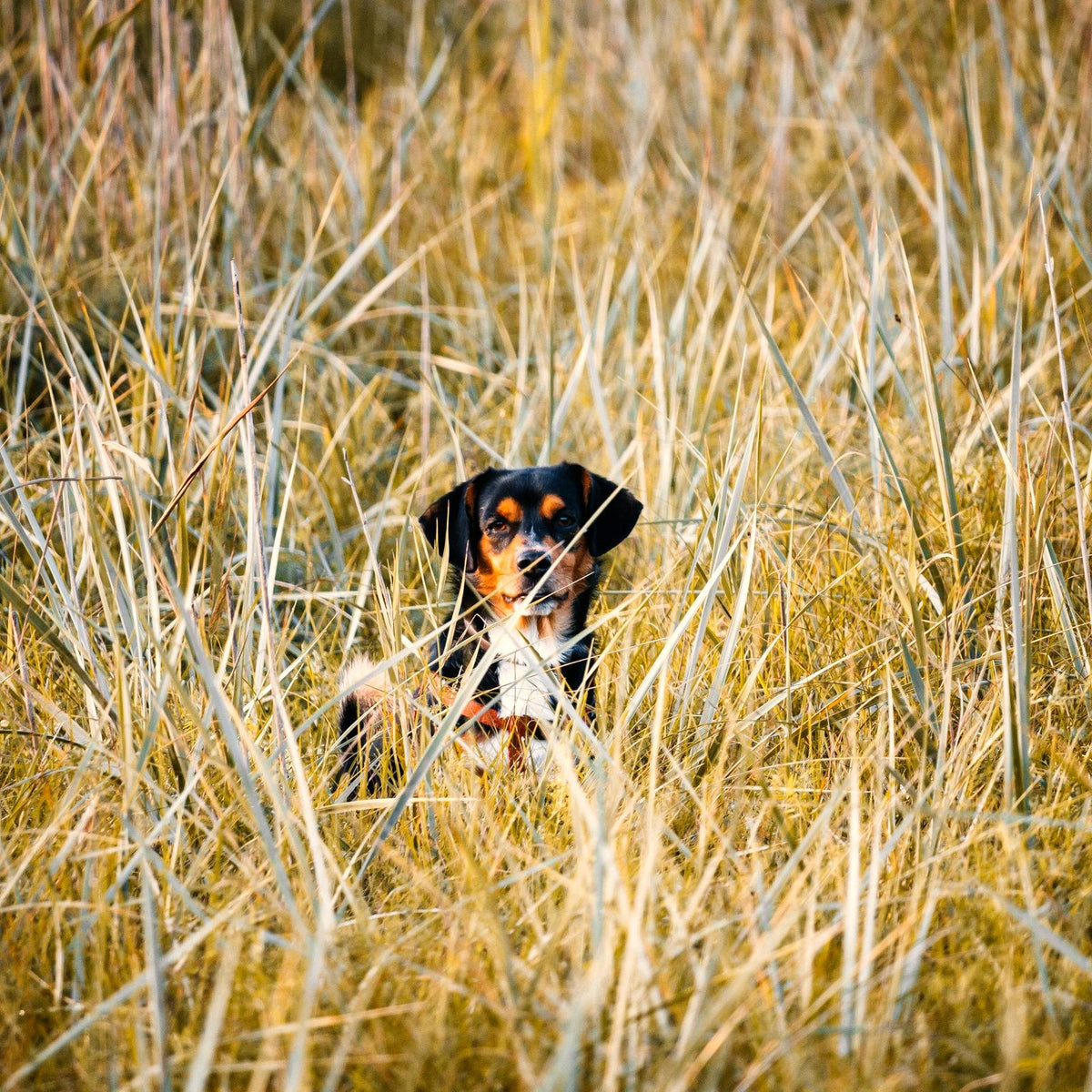 Dachshund exploring tall grass — flea, tick and parasite prevention at Paw & Pestle