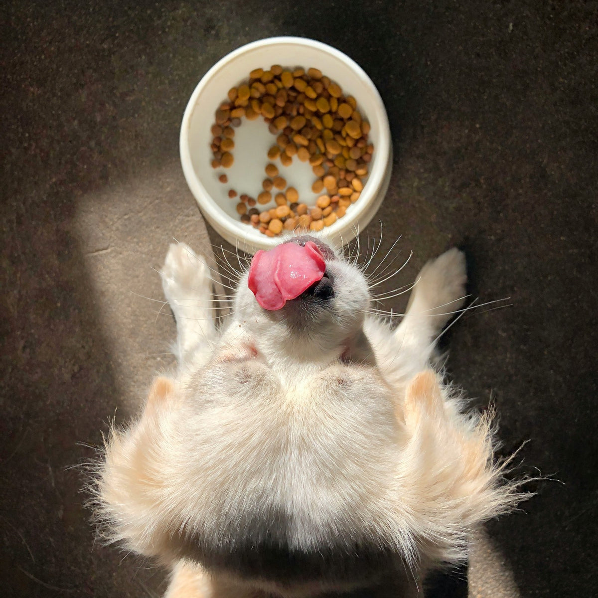 Fluffy white dog licking its lips over a bowl of kibble, seen from above — food and nutrition at Paw & Pestle