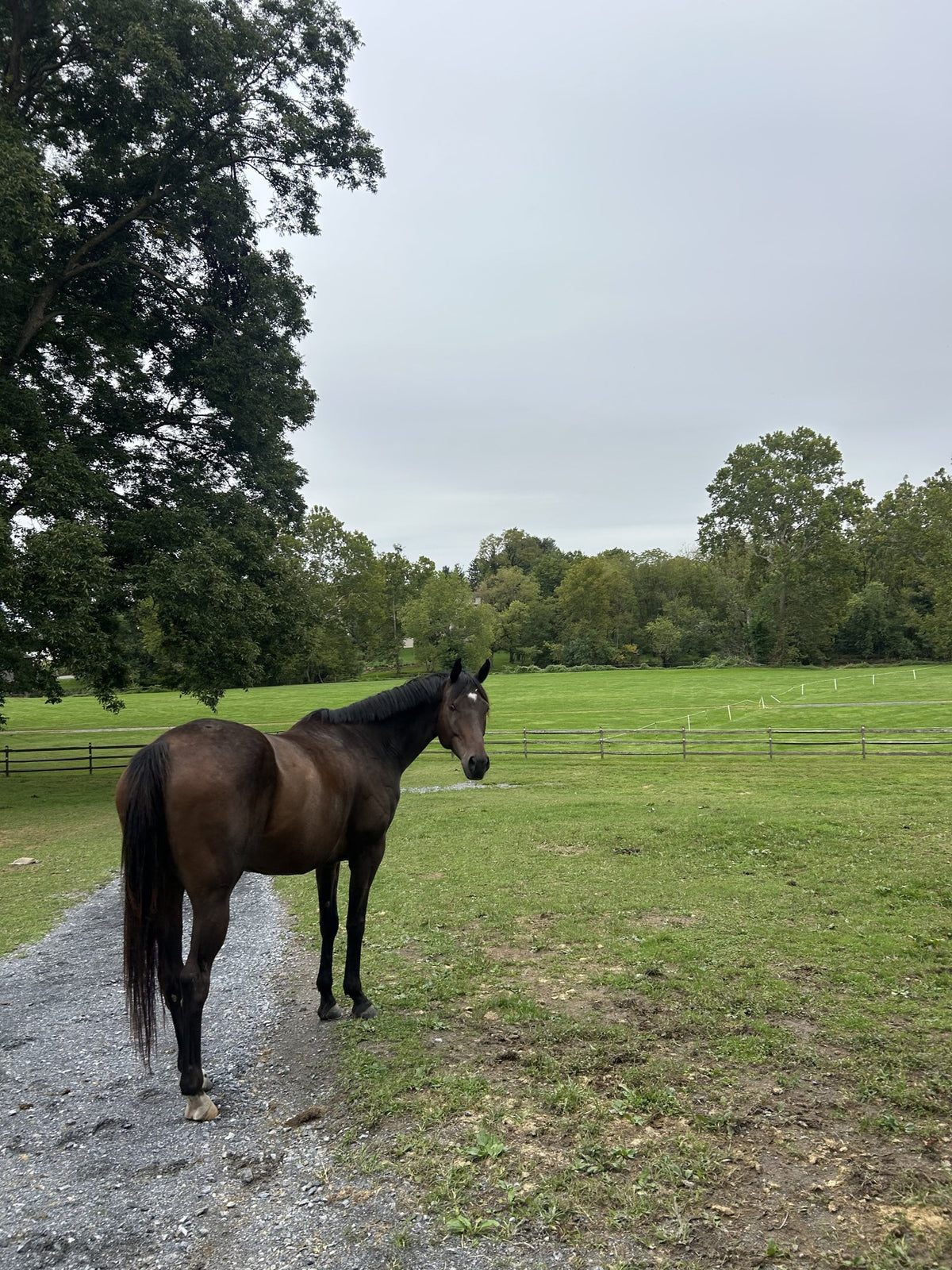 Bay horse standing in a green pasture looking back at the camera