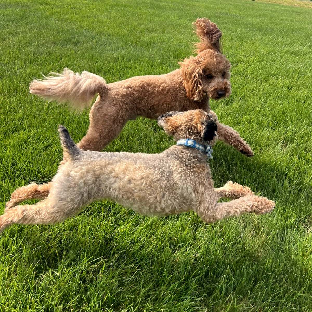 Two doodles running and leaping in a green field — joint and mobility support at Paw & Pestle