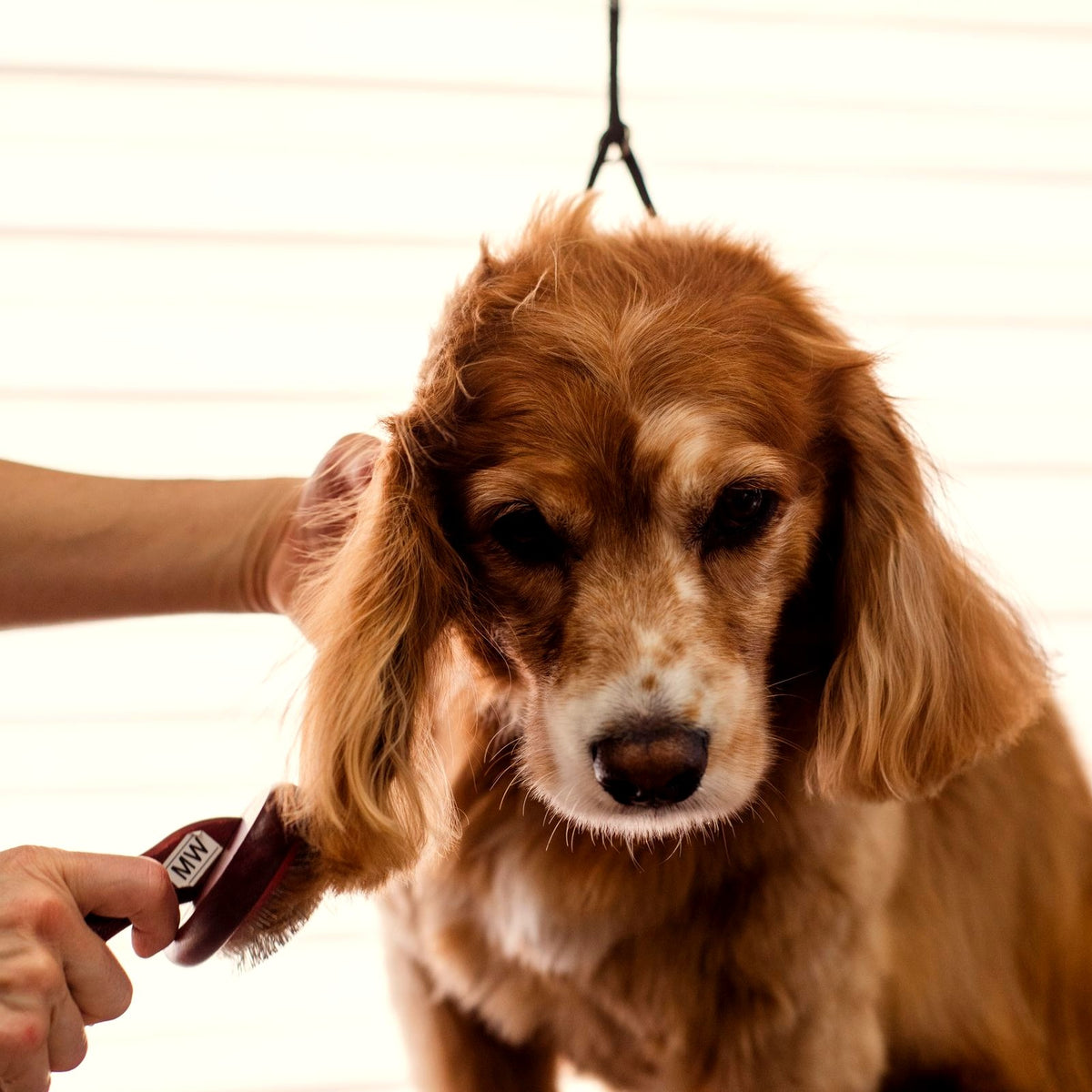 Dog being gently brushed in soft window light — skin and coat health at Paw & Pestle