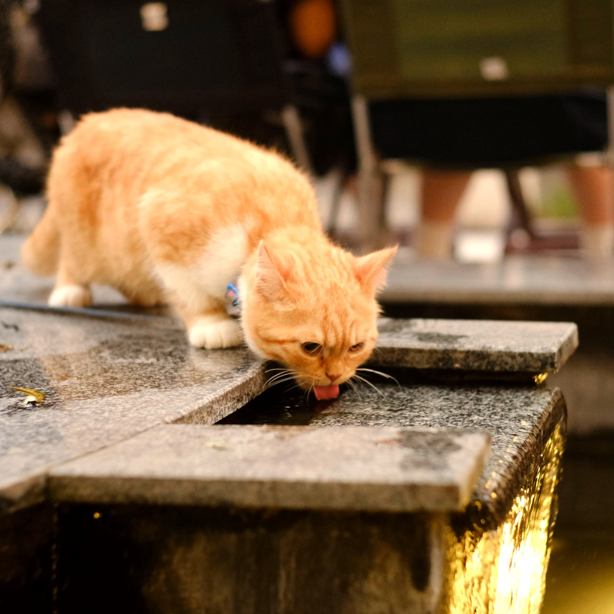 Cat drinking fresh water from a fountain — urinary and kidney health at Paw & Pestle