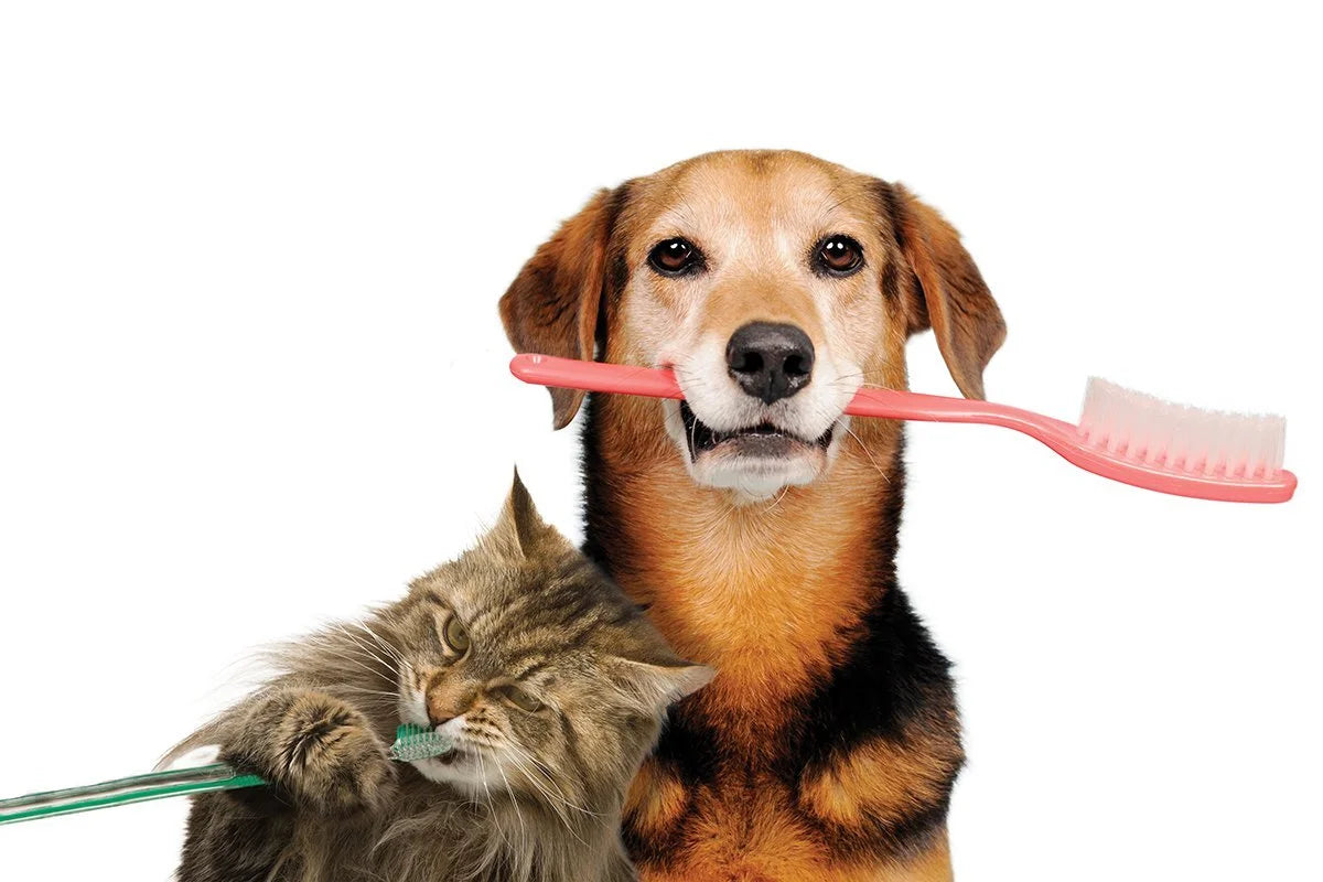 Dental & Oral Health