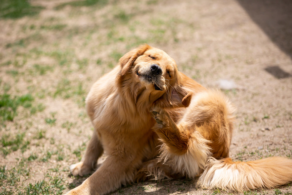 Allergy & Itch Relief