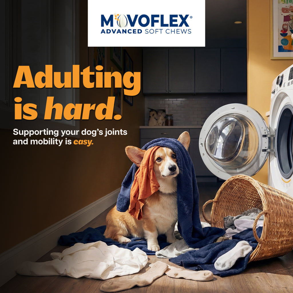 MovoFlex Advanced Joint Support Soft Chews for Dogs, 60ct
