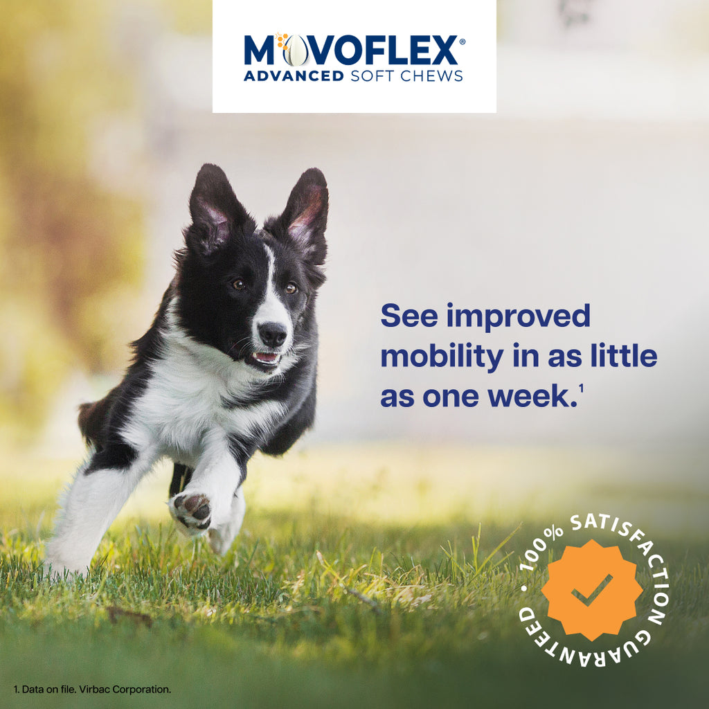 MovoFlex Advanced Joint Support Soft Chews for Dogs, 60ct