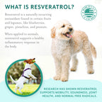 Petthrive Resveratrol Joint Soft Chews for Dogs