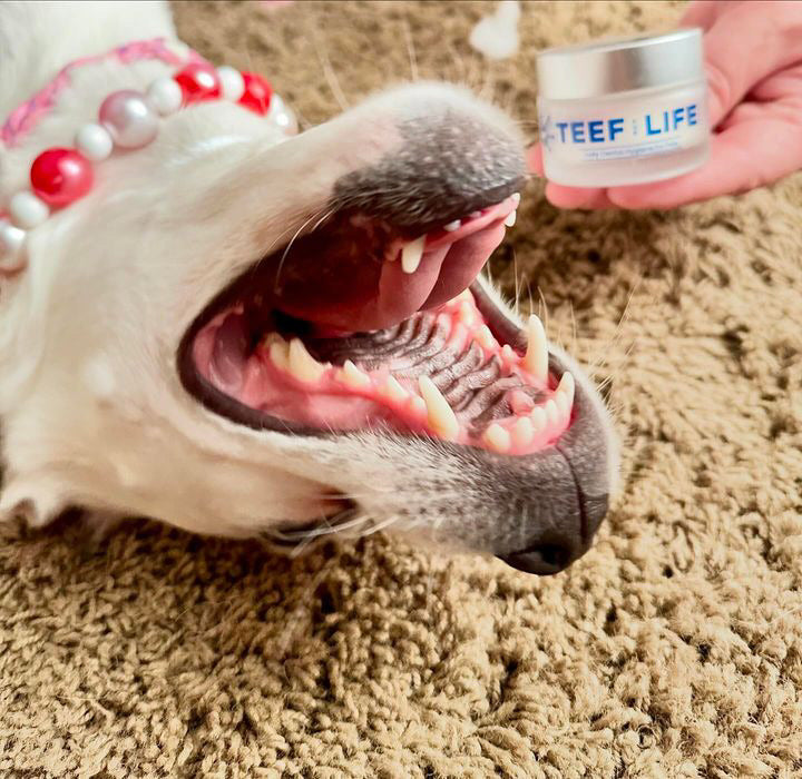 TEEF for Life Protektin42K Kit: Prebiotic Dental Powder for all pets (Sodium-free), 30 servings