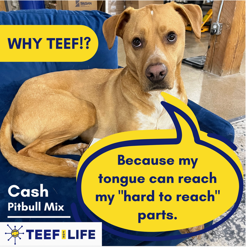 TEEF for Life Protektin42 Kit: Prebiotic Dental Powder for Dogs