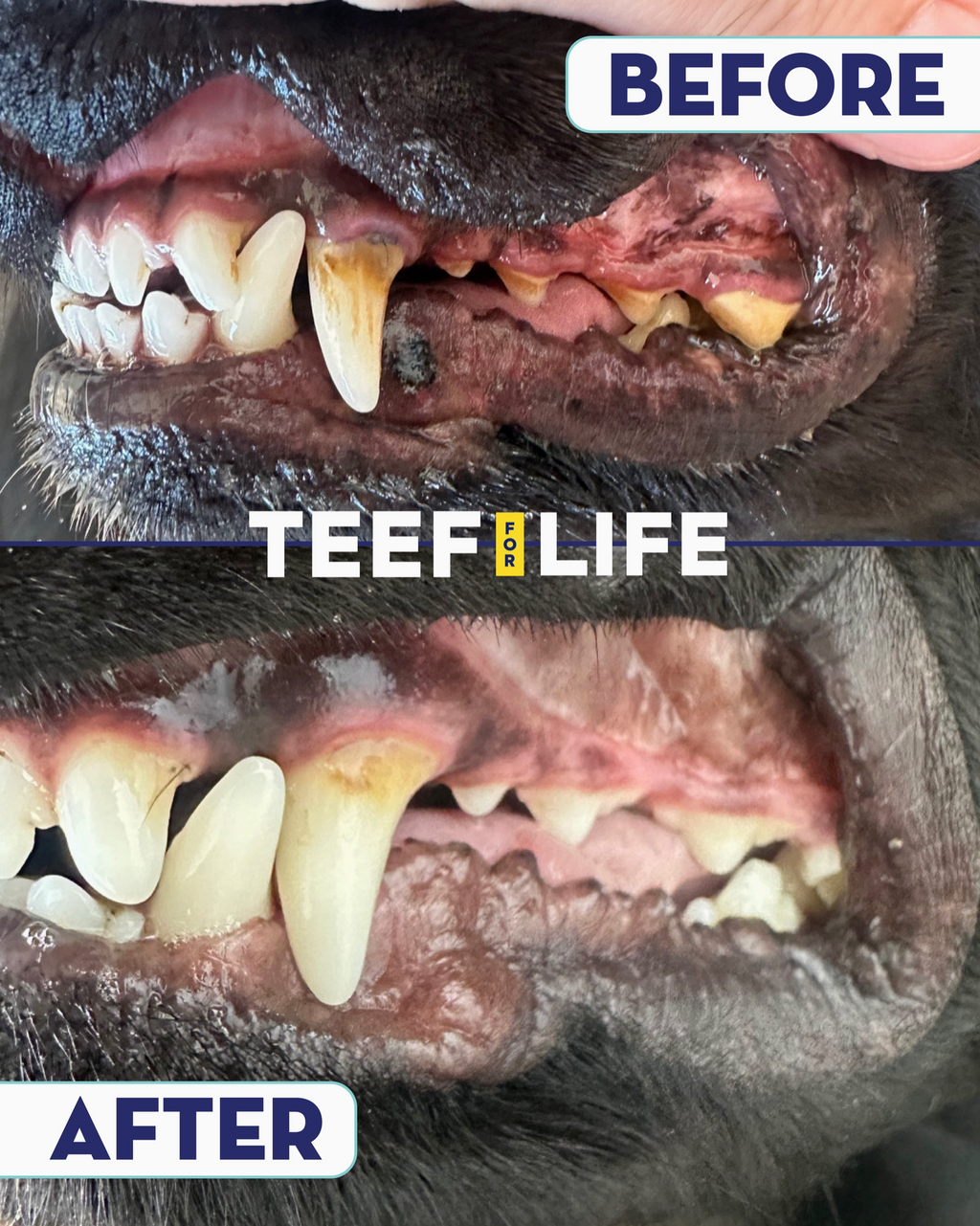 TEEF for Life Protektin42 Kit: Prebiotic Dental Powder for Dogs