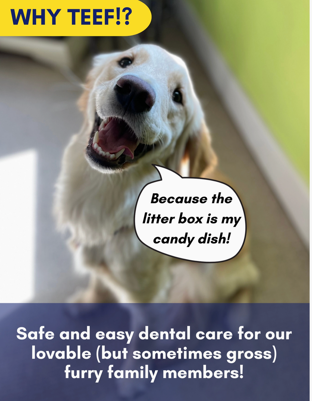 TEEF for Life Protektin42K Kit: Prebiotic Dental Powder for all pets (Sodium-free)