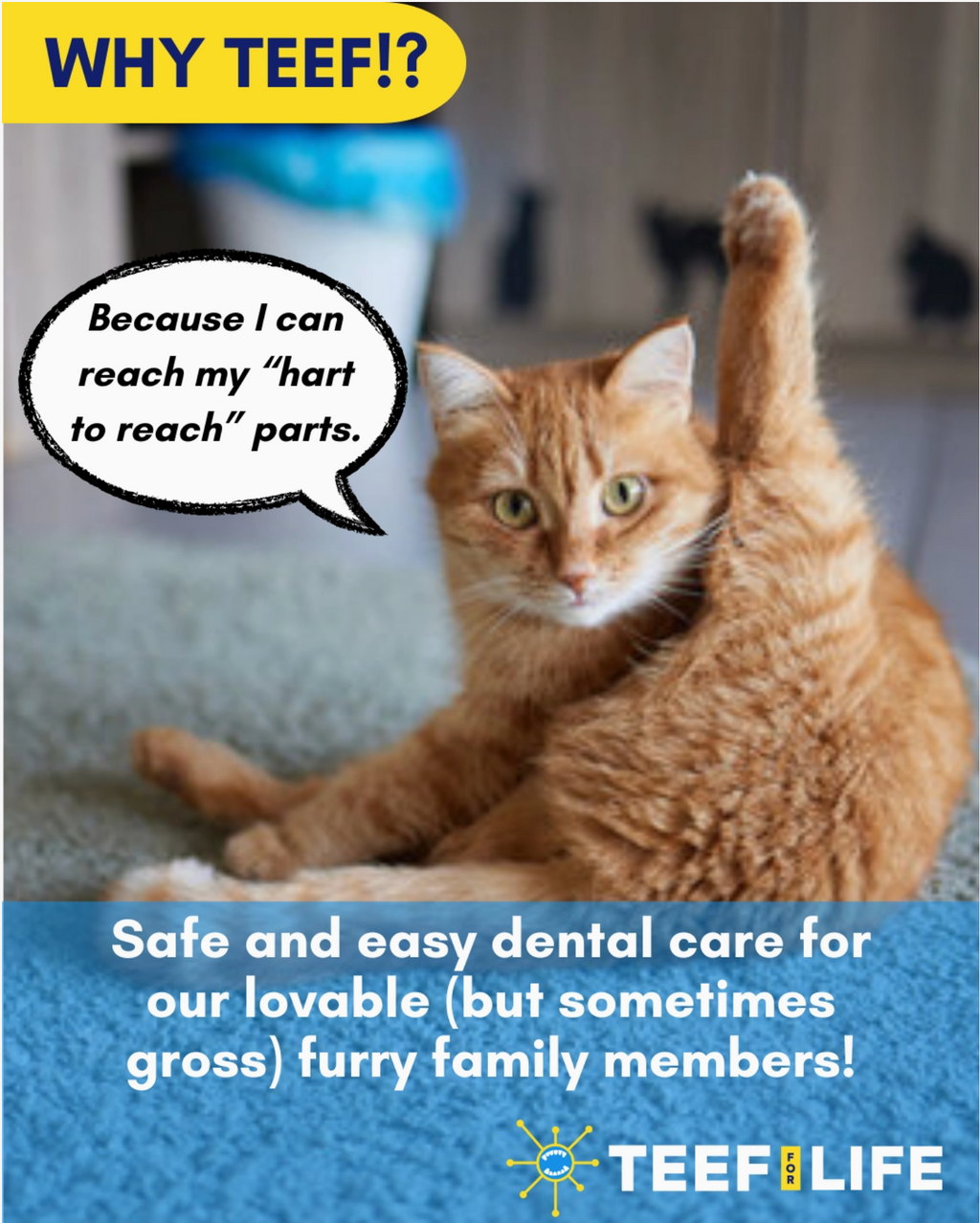 TEEF for Life Protektin30 Kit: Prebiotic Dental Powder for Cats