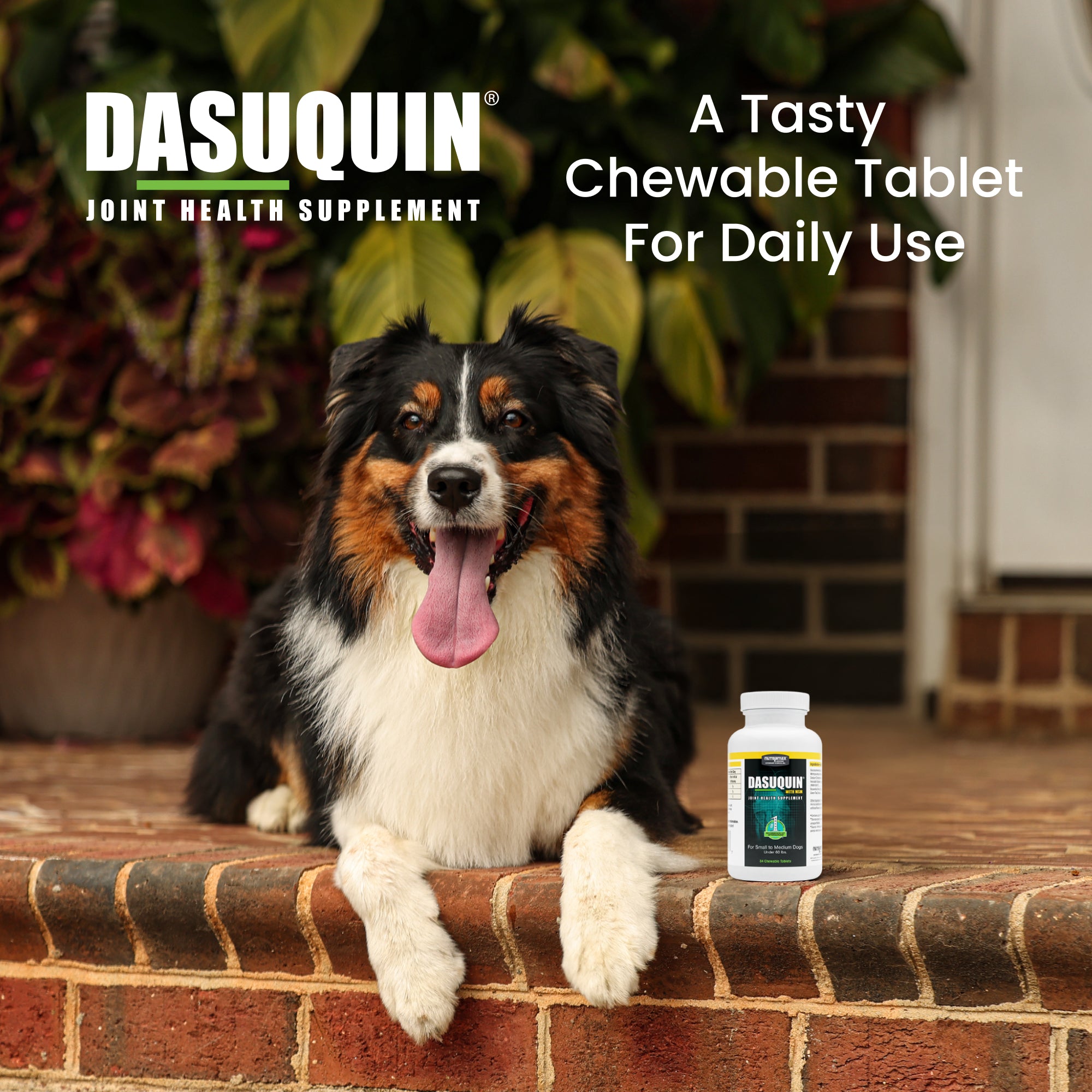 Nutramax Dasuquin with MSM Dogs, 84ct Chewable Tablets