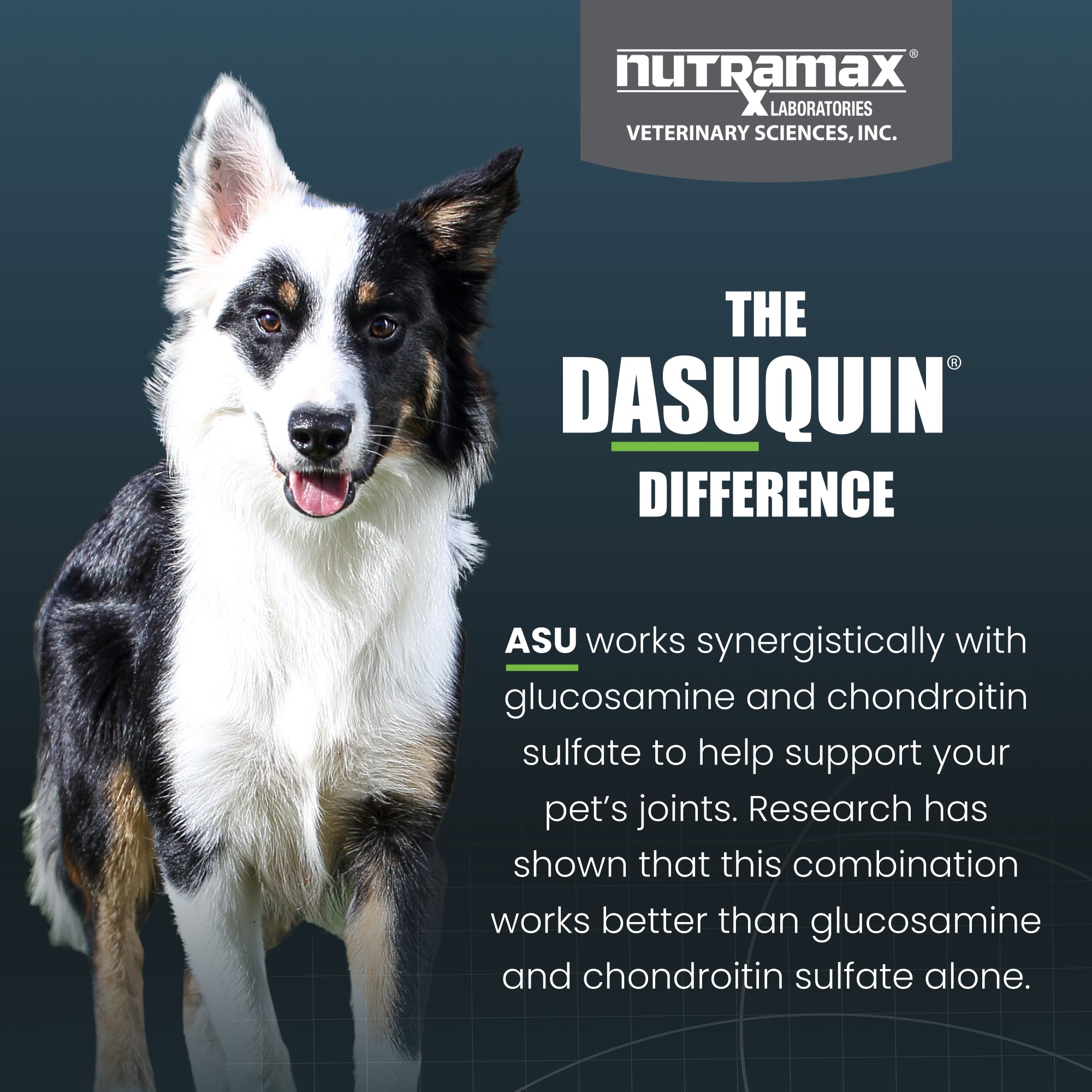 Nutramax Dasuquin with MSM Dogs, 84ct Chewable Tablets