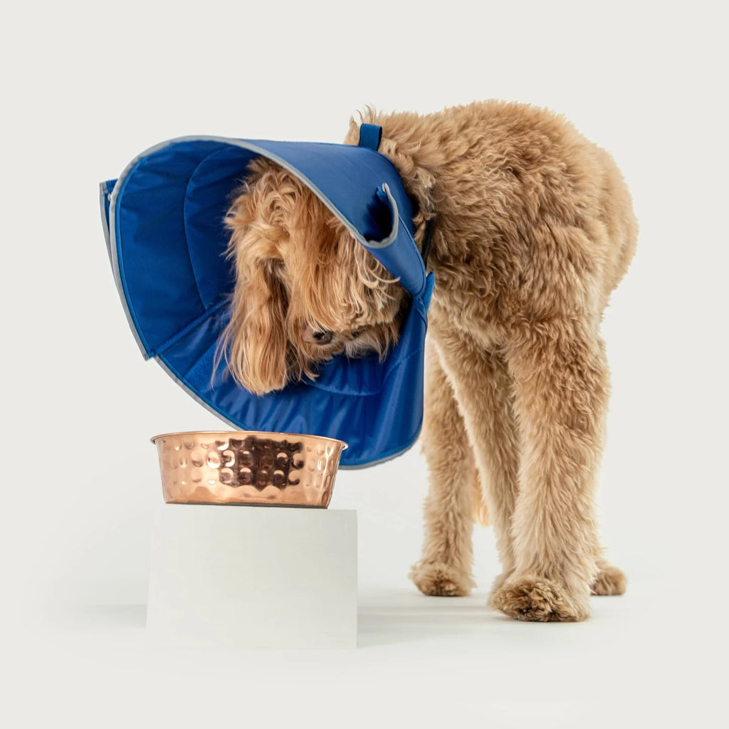 KVP Elizabethan Calmer Collar