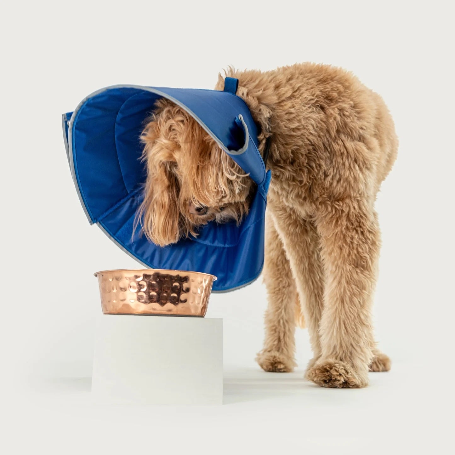 KVP Elizabethan Calmer Collar