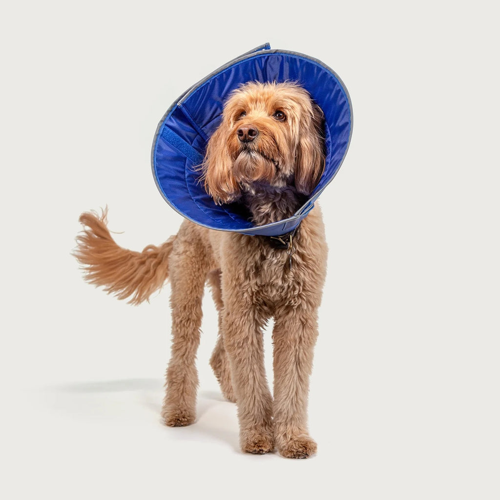 KVP Elizabethan Calmer Collar