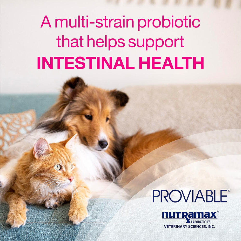 Proviable multi-strain probiotic helps support intestinal health in dogs and cats