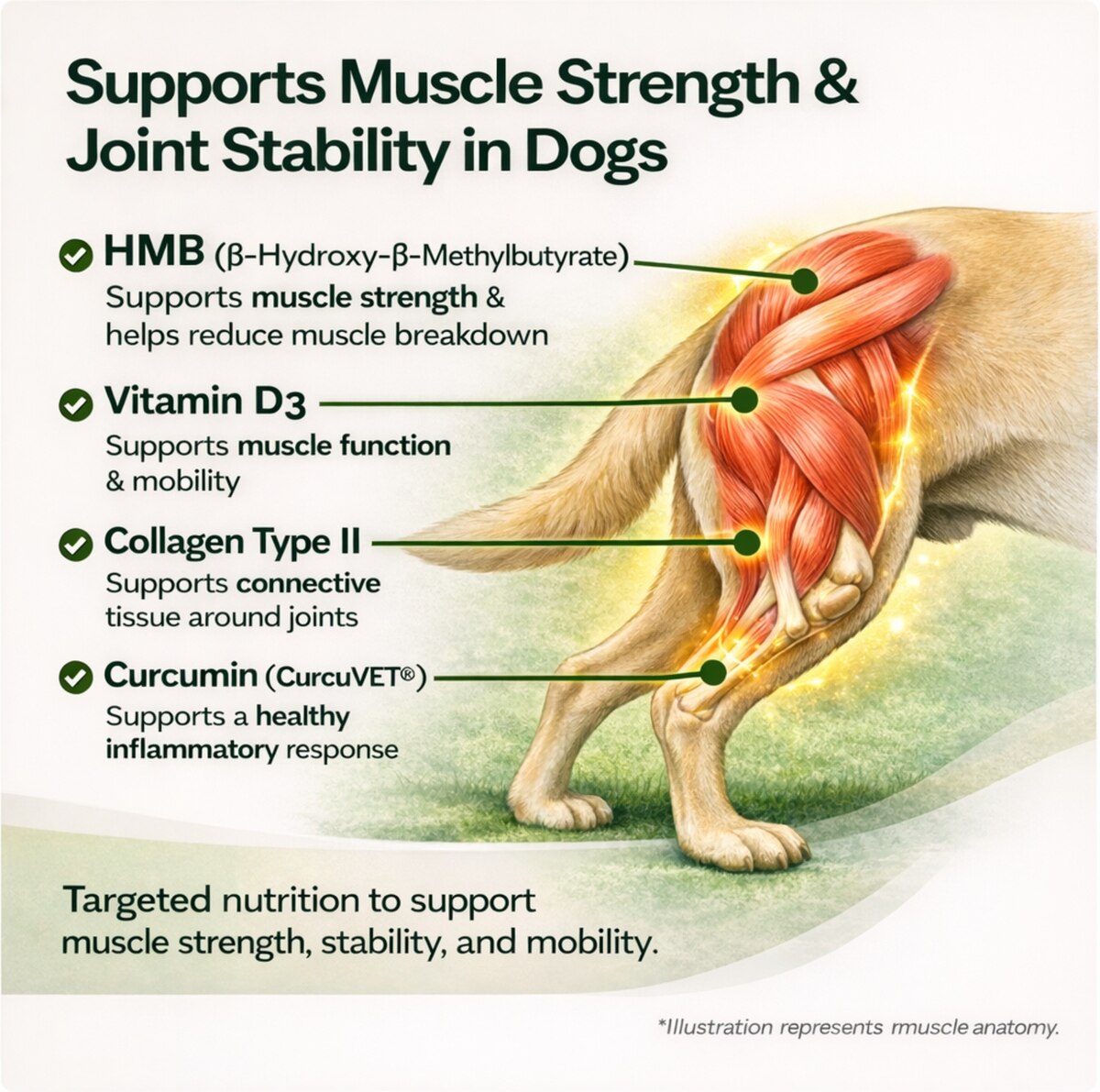 VetriScience HMB supports muscle strength and joint stability in dogs