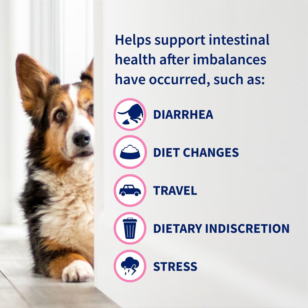 Nutramax Proviable-DC Capsules for Dogs & Cats, 30ct