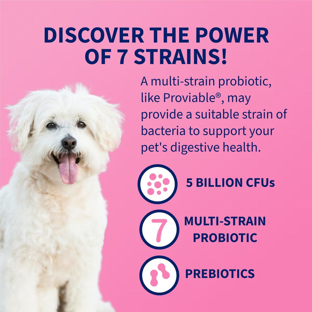 Nutramax Proviable-DC Capsules for Dogs & Cats, 30ct