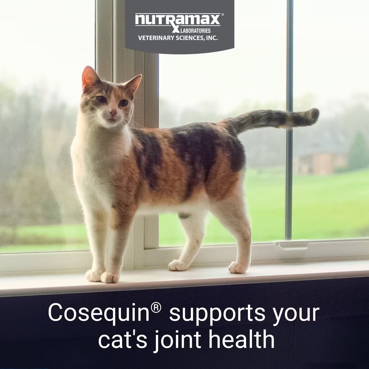 Nutramax Cosequin Sprinkle Capsules for Cats, 80ct