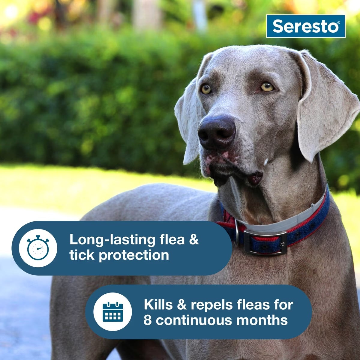 Seresto Flea & Tick Collars for Dogs