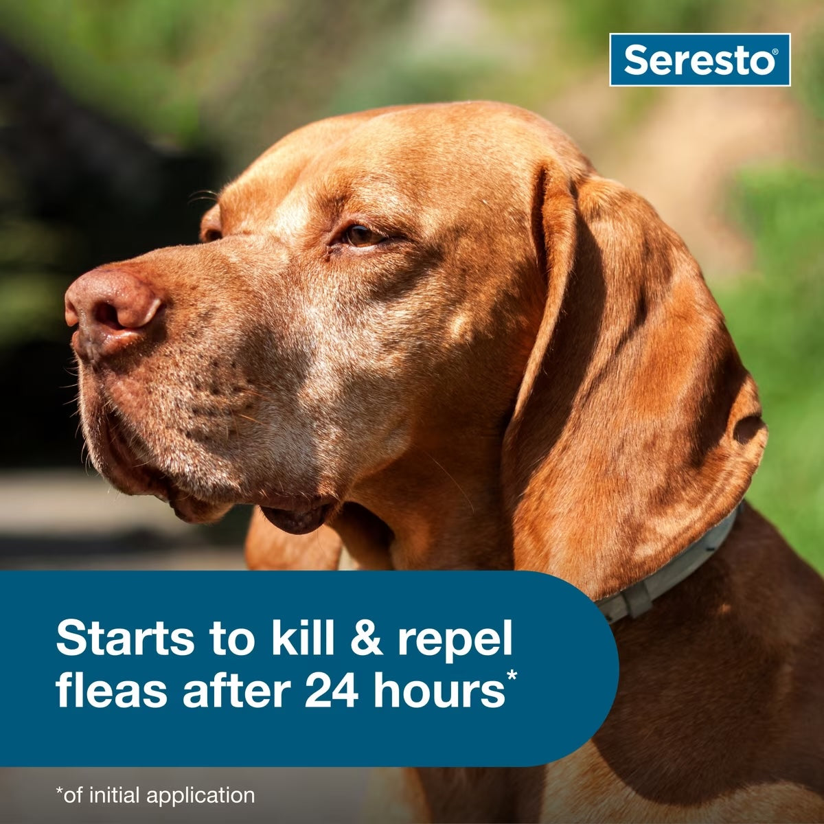 Seresto Flea & Tick Collars for Dogs