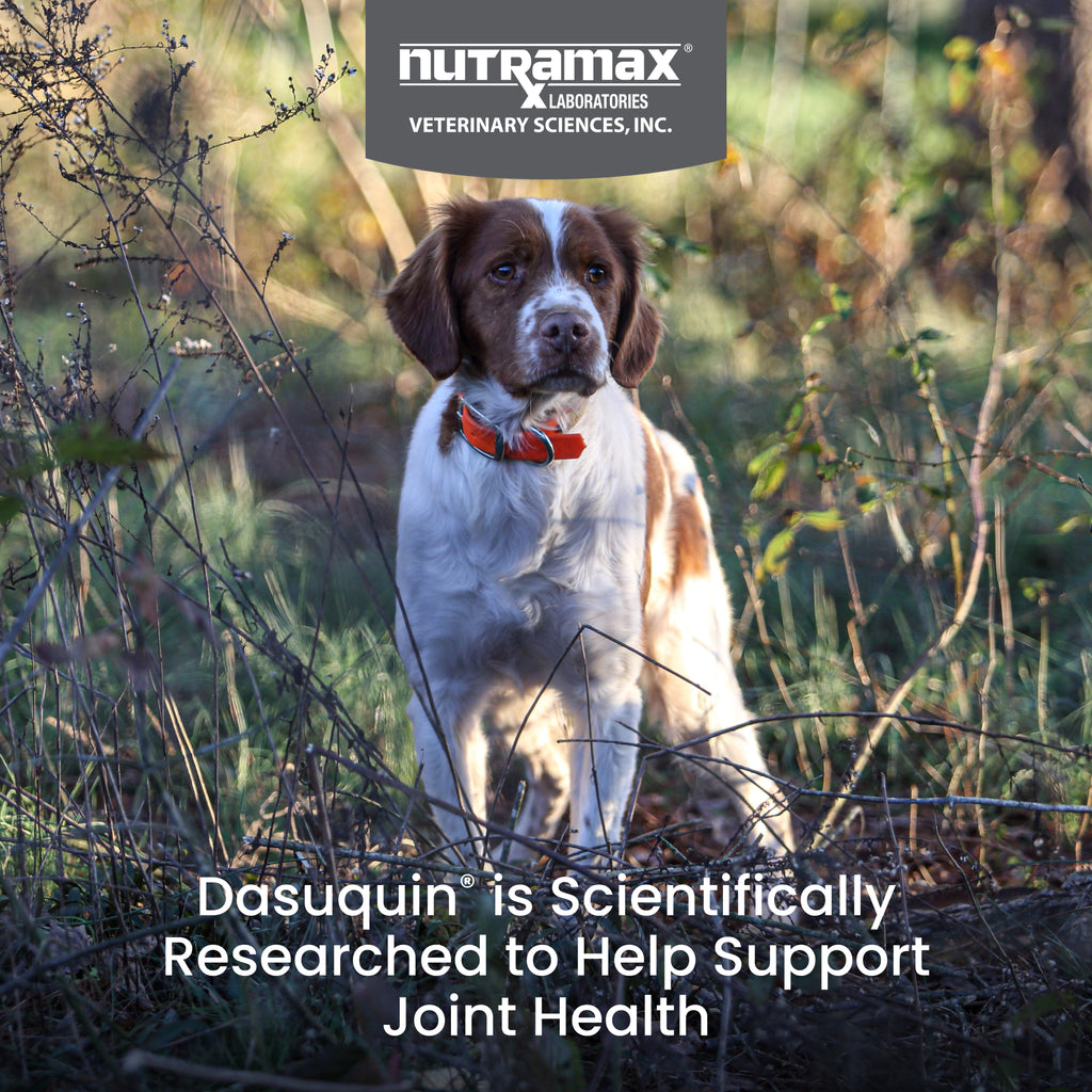 Nutramax Dasuquin with MSM Dogs, 84ct Chewable Tablets