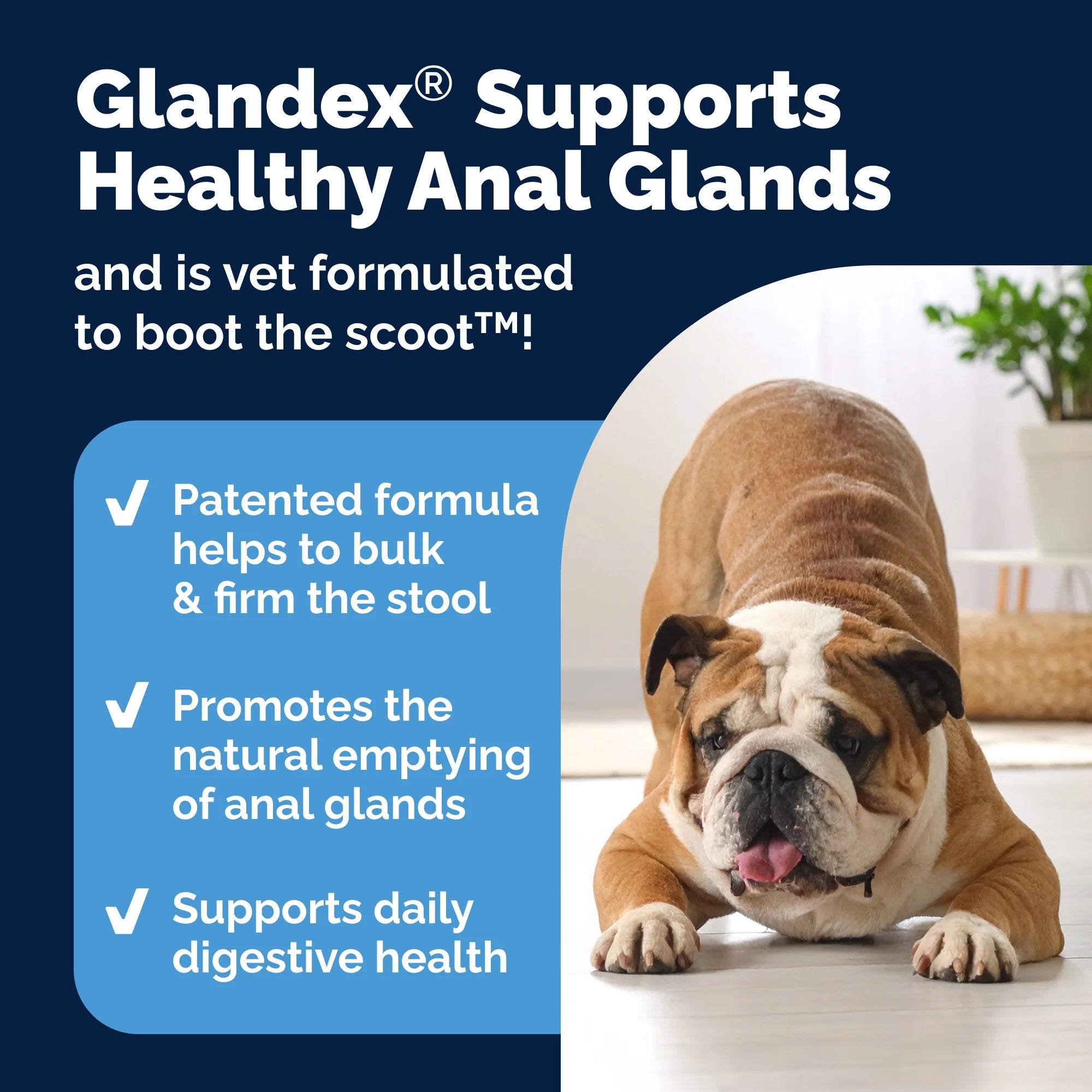 Glandex Soft Chews For Dogs: Peanut Butter, 60ct