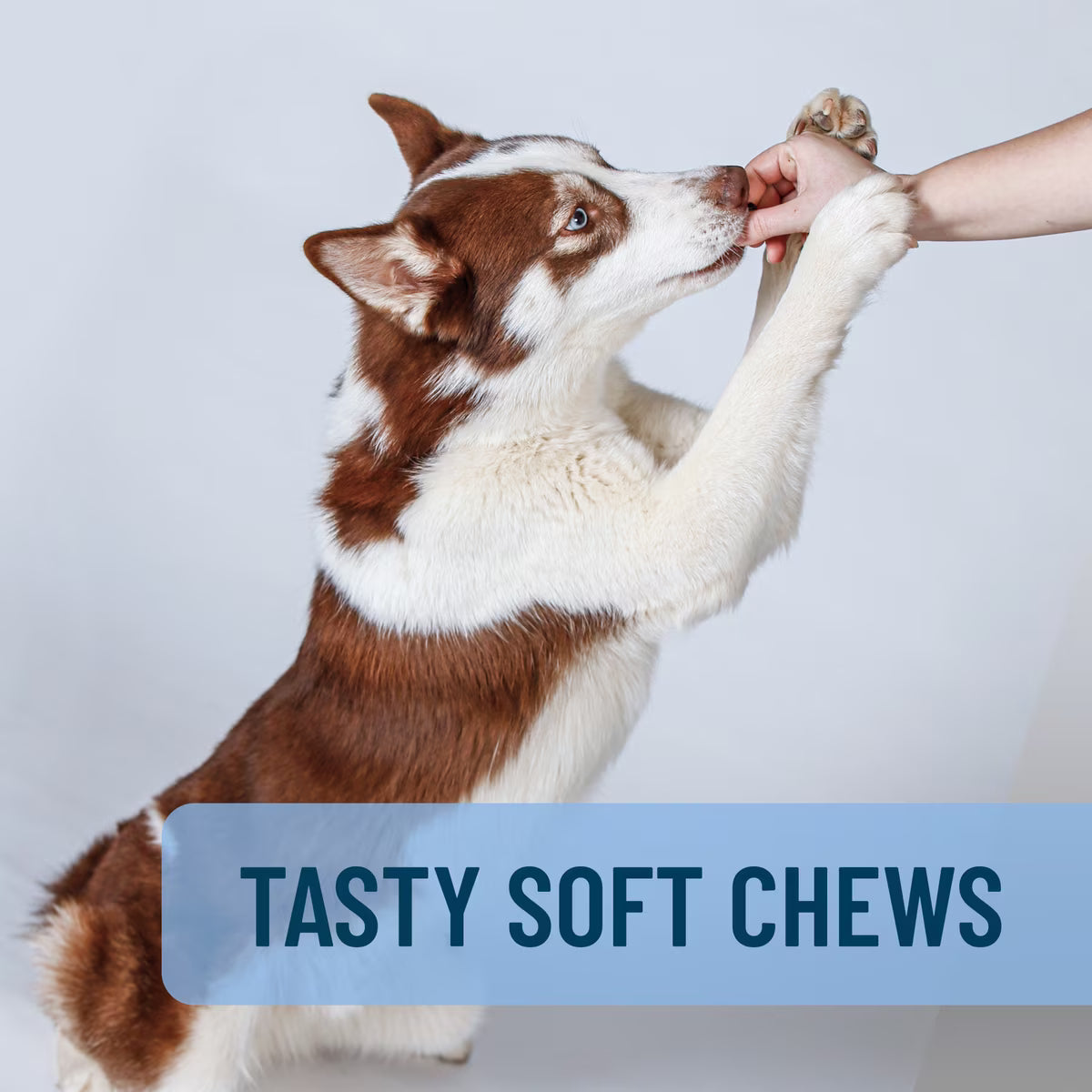 Nutramax Solliquin Soft Chews, 75ct